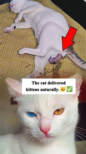 The cat delivered kittens naturally #shorts #NaturalBirth #CatDelivery #NewbornKittens #KittenCare
