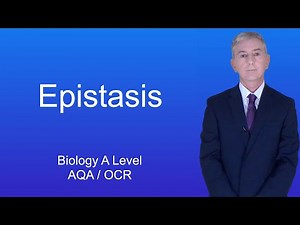 A Level Biology (Year 13) "Epistasis"