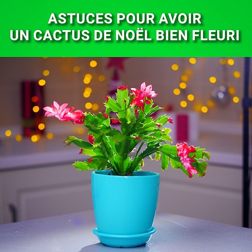 Astuces pour avoir un cactus de Noël bien fleuri. | Fabiosa France