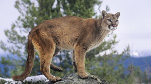 Runner kills cougar with bare hands after it attacked him