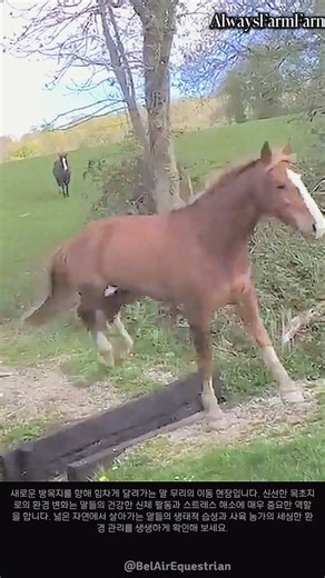 새로운 방목지로 이동하는 말 무리의 모습 #farming #farmlife #livestock #horse #equine