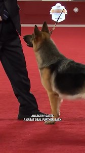 AKC German Shepherd Dog | TOP GSD SHOW