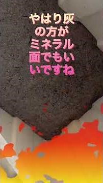 豆の連作障害対策ランキング、第一位は何か？そのメカニズムと、理想的なものは？ #連作障害