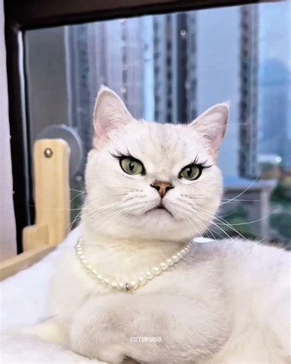Diva cats 💀