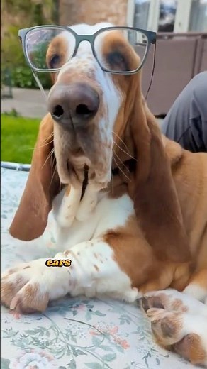 Basset Hounds: The Loyal, Laid-Back Family Companion #bassethound #bassethoundpuppy #dogbreed