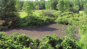 Evolved Harvest 5 Card Draw Food Plot Seed - All Season Long High-Protein & Minerals Forage for Deer, 10 lb Bag