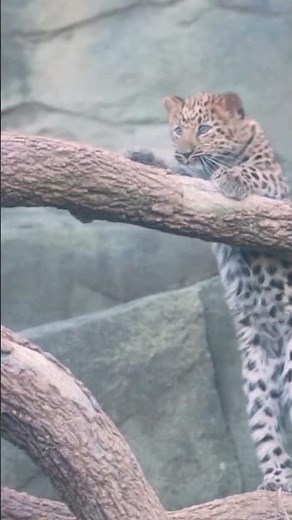 Rare Amur leopard cubs make public debut at Brookfield Zoo in Chicago
