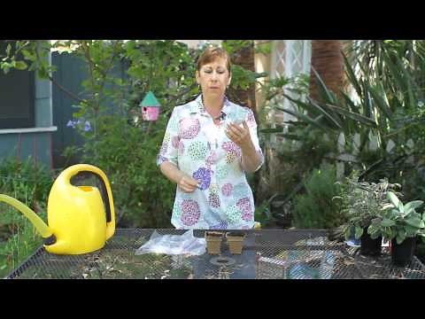 How to Plant Acorn Squash Seeds Indoors : Garden Space