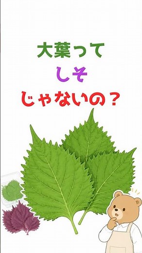 大葉としそ、名前が違うだけ？
