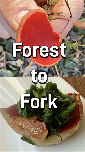 This looks like a fairytale! The Scarlet Elfcup is one of the most striking mushrooms, and even more so in winter and early spring which is when you normally find it. Here I show you how to recognise and identify it, where it grows and how I use it in the kitchen. Nature is far more colourful than we think! #foraging