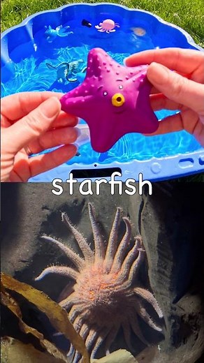 Learn Sea Animal Names with Toys: Eel Hammerhead Shark Dolphin Starfish Zebra Shark