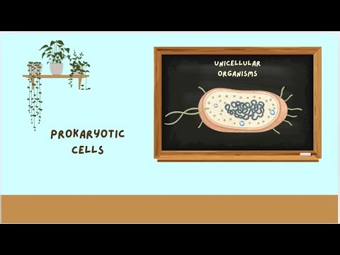 Prokaryotic Cells Explained Simply | Biology (Bacteria & Cell Structure)