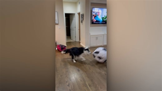 Border collie chaos