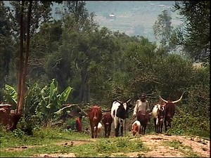 Les cahiers de la mémoire