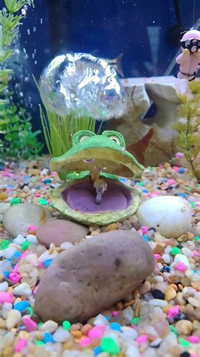 Burping Bubble Frog Clam