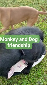 Lah Bakawan Cigak jo Anjiang❗🤔🫢😂✌️ #reels #novascotia #animalbestfrend #fyp #viral #dogdogo semua orang Pengikut | Ozil Alhakim