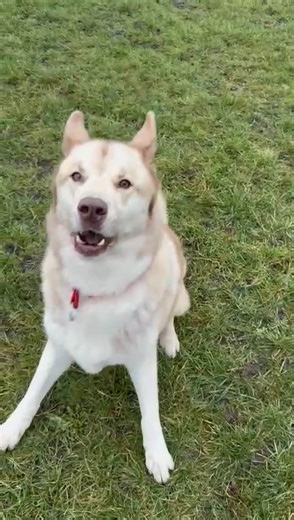 Yogi a.k.a Yogi-Bear has been having a GREAT time today at the secure field and has even been showing off some of his hidden talents! Even though his singing voice got a few concerned comments, he reassured us that although his home hasn't been found just yet he isn't letting it get him down and is still having great fun on his walks and play time. If you can offer Yogi a pet free, child free home do get in touch www.saintssleddogrescue.co.uk/adoption 💻 | Saints Sled Dog Rescue
