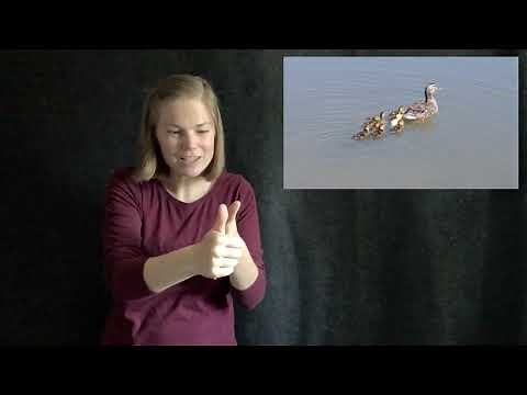 Springtime (ASL)