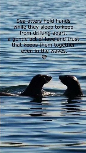 A Love That Floats: The Beautiful Bond of Sea Otters