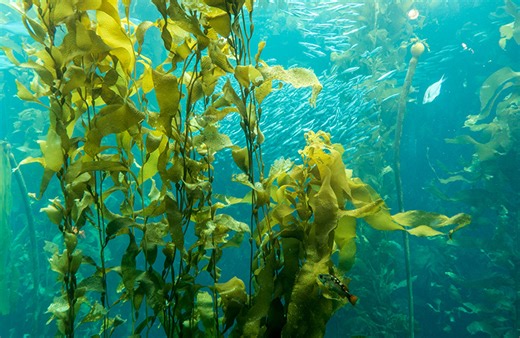 Move over, corn and soybeans: The next biofuel source could be giant sea kelp The next biofuel source could be giant sea kelp