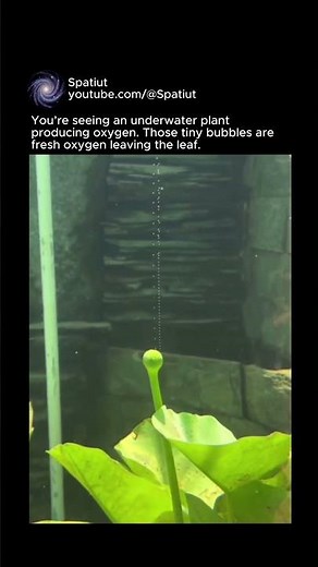 Underwater Plant Making Oxygen (Real-Time Bubbles) #universe #science #shorts