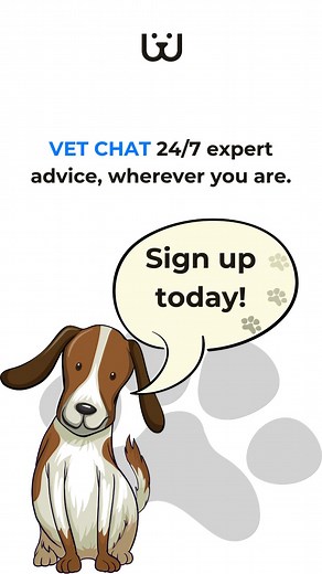 3.2K views · 34 reactions | Introducing VET CHAT – your 24/7 pet care...