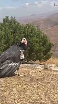 The Story of California Condor #939 - L.A. Zoo