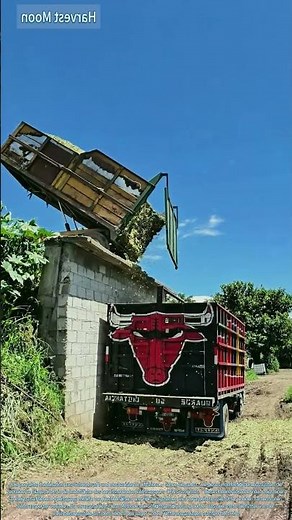 Silage verladen! Hochbeförderungs- und Schüttguttransport