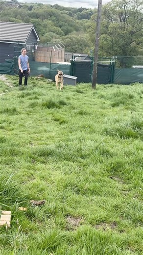 Lovely Leo having a run around Rescue World before being picked up on home trial. The ferals weren’t sure what to make of his big bounding energy but once again he showed he naturally has the most beautiful manners 🐶