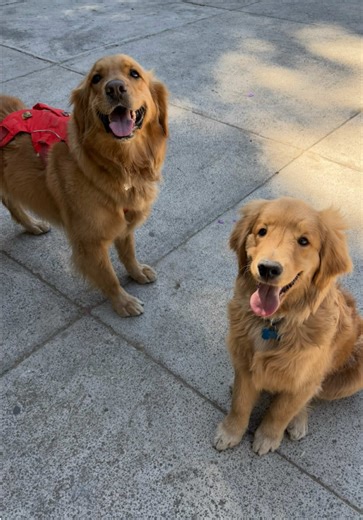 Creen que Enzo algún día quiera ser hermano mayor? 🙊 #dogsofttiktok #goldenretriever