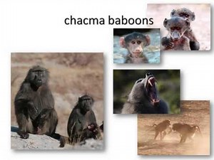 Sexual selection in females: insights from baboon societies by Elise Huchard