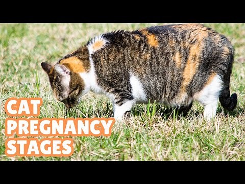 Cat Pregnancy Stages Week by Week | Cat Pregnancy Timeline
