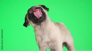 beautiful little pug puppy with tongue exposed licking transparent glass and being hungry on green background in slow motion video