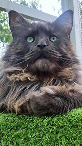 Happy hump Day. Have an awesome day everyone. The weekend is getting closer 😻 #instacat #catsofinstagram #mainecoon #cat #cats #fbreels #reelsfb #Loki | Loki - Maine Coon of mischief