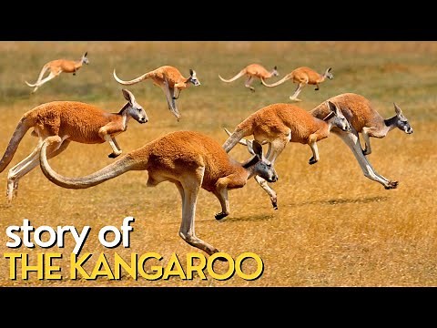 STORY OF THE KANGAROO | Documentary video with all details about KANGAROO