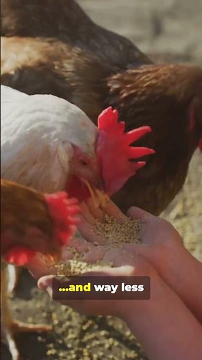Better Eggs, Healthier Hens: The Power of Free-Ranging #freerangechickens