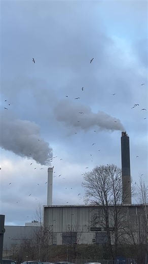 Birds and smoke plumes . #oslo #pipes #plumes #smoke #birds