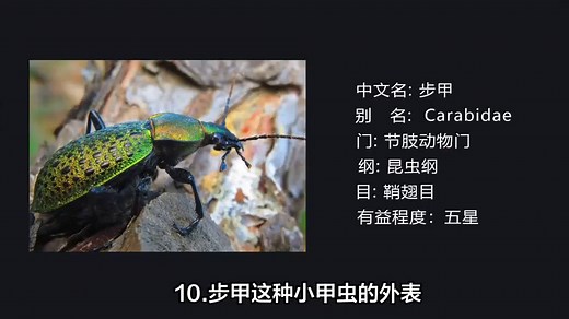 盘点十大最常见到的益虫，有哪些益虫是你不认识的？