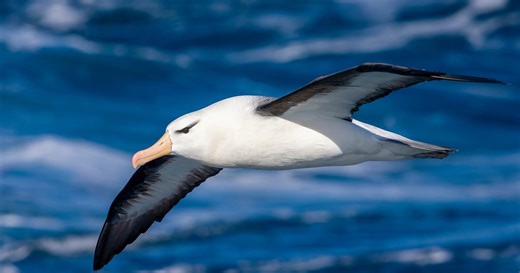 Voici l’unique albatros qui ose s’aventurer jusqu’en France