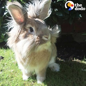 His family treats him like a king 󾓑 | The Dodo