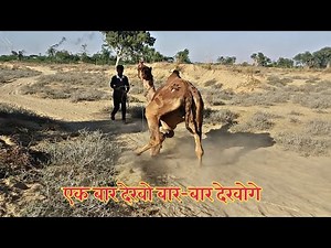 How does a camel walk on two legs? You have never seen this camel