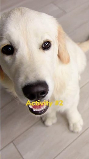 Stuck Indoors? Try These Easy Dog Games at Home! | PetMade