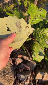 Characteristics and medicinal properties of the Japanese oak tree