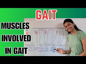 Gait Cycle Muscle Activity | gait kinetics | gait exercise therapy | physiotherapy