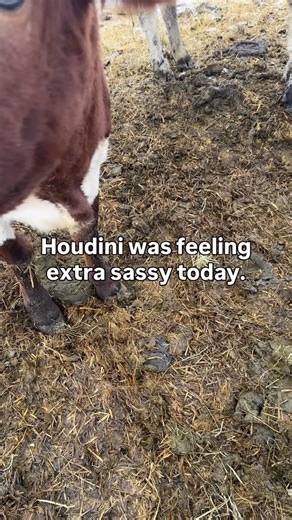 Day 9/365 Having friendly cattle is both a blessing and a curse. It makes them easier to be around and handle and who doesn’t love giving a cow a scritch? HOWEVER. Having cattle that are comfortable and not respectful of your space can lead to bad behavior, like Houdini is demonstrating. As my friendliest heifer, she is the first one to come up for pets and visits, but also the first one to potentially hurt you. She knows where those horns are and is comfortable using them if she is in the mood.