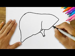 How to Draw a Liver? VERY EASY Liver Drawing