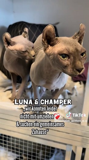 Zur Adoption: 6 Fellnasen im Tierheim Witten