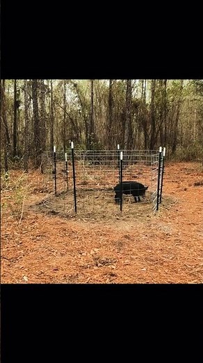 WILD Hog Trapped in a HOMEMADE Trap! #hoghunting