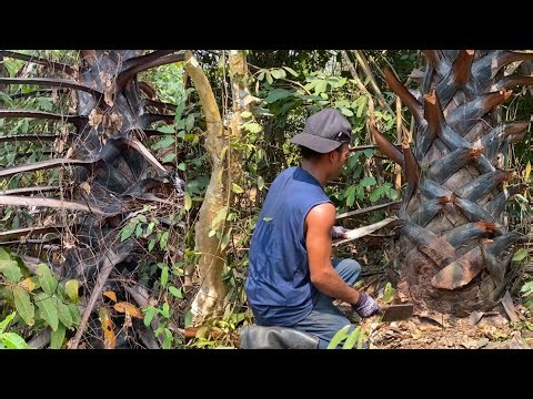 How a man Skinning and Trim a Palm Tree using traditional Knives from Cambodia