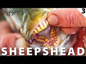 Catch & Cook: Sheephead, Redfish & Gulf Shrimp (Kayak Fishing) | Field Trips Mississippi